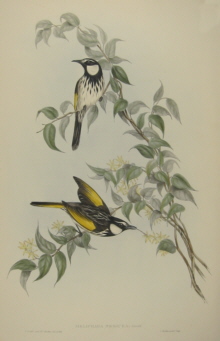 John Gould Birds of Australia